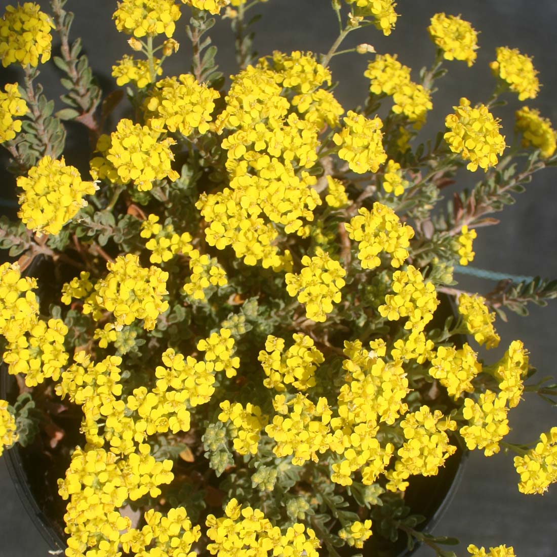 Alyssum wulfenianum 'Golden Spring' Basket of Gold