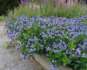 Amsonia Blue Ice Blue Star