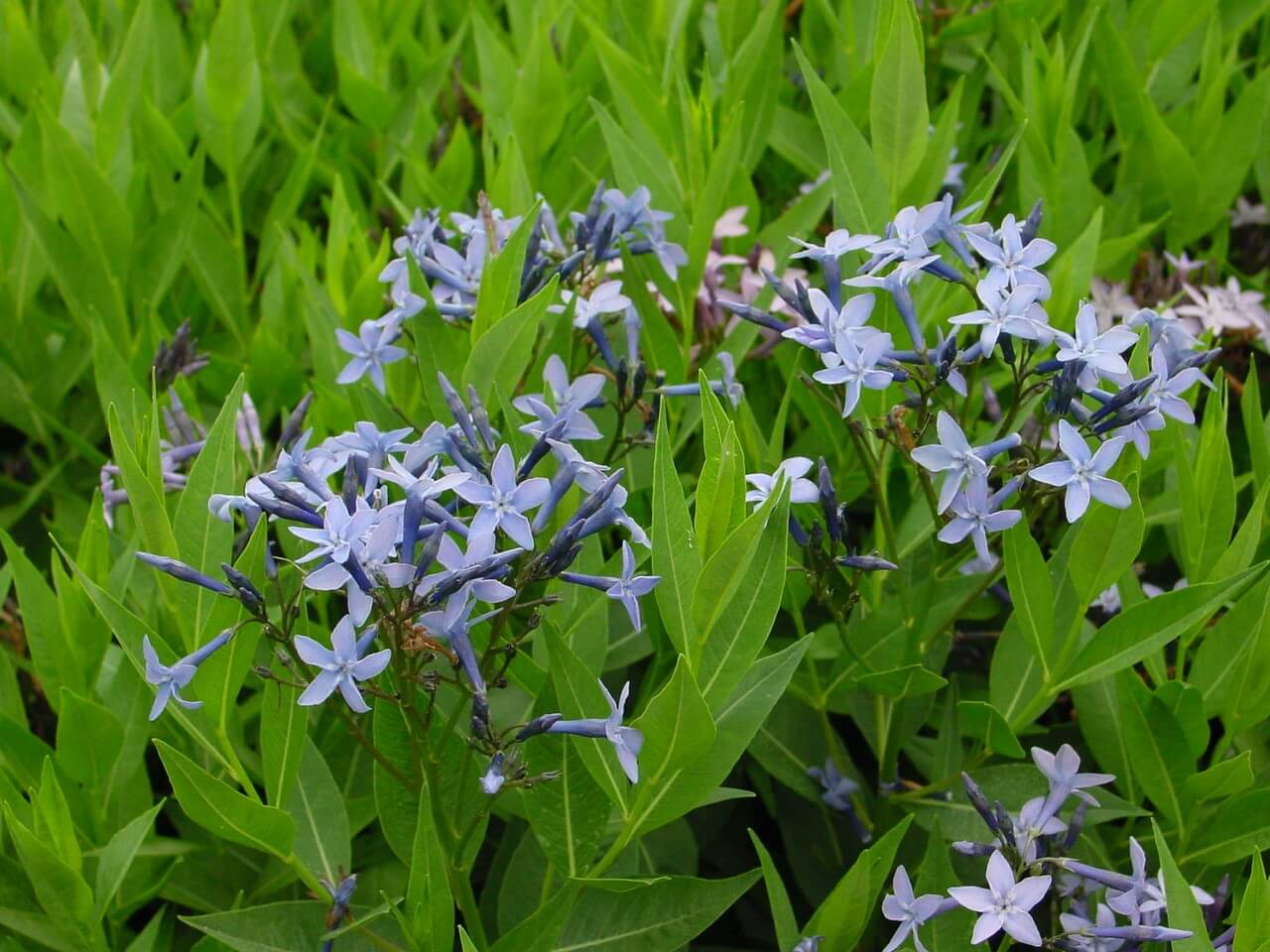Amsonia Blue Ice Blue Star