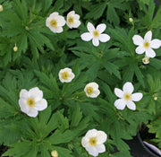 Anemone canadensis Meadow Anemone