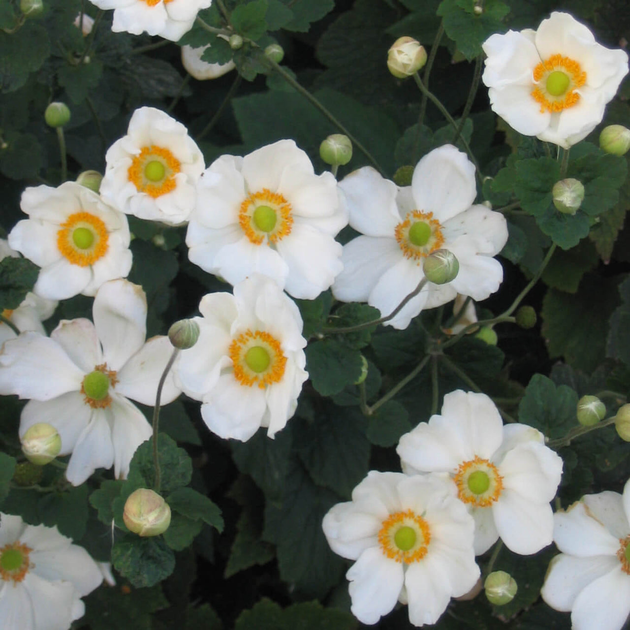 Anemone x 'Honorine Jobert'  Japanese Anemone/Windflower