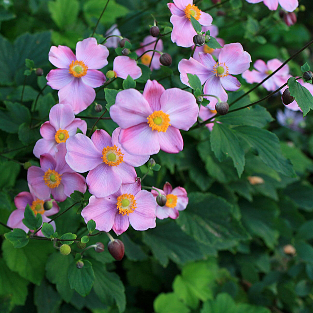 Anemone 'September Charm' Japanese Anemone/Wndflower