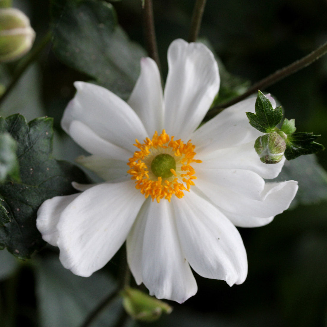 Anemone 'Snow Angel' Japanese Anemone