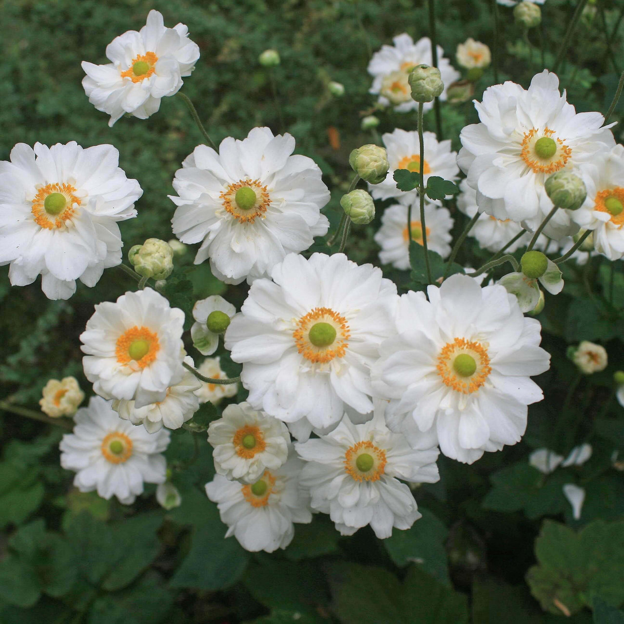 Anemone 'Whirlwind' Japanese Anemone/Windflower