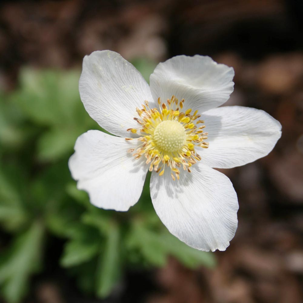 Anemone canadensis Meadow Windflower