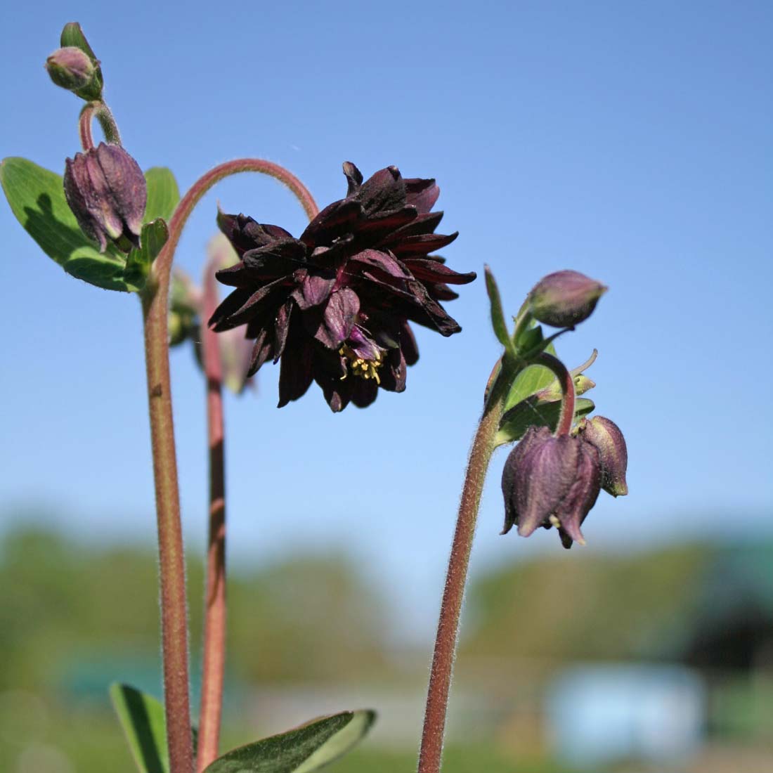 Aquilegia vulgaris 'Black Barlow' Columbine