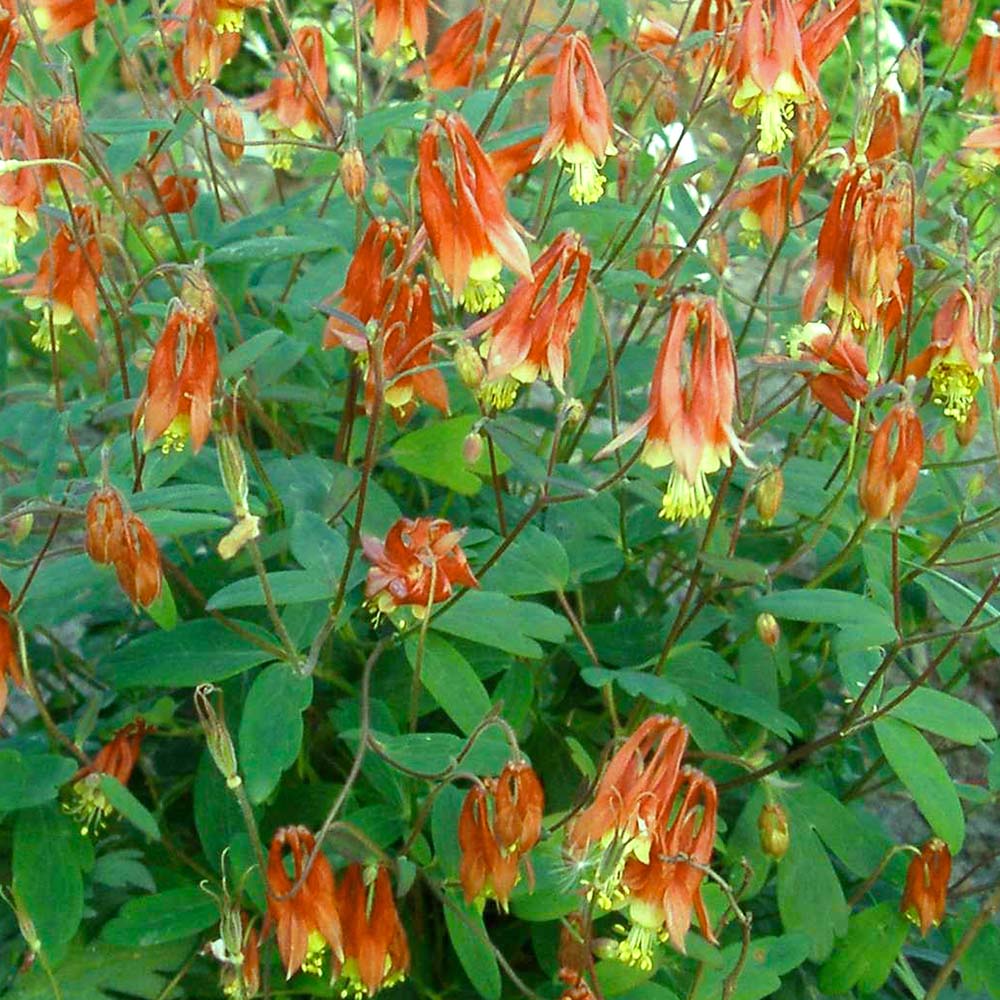 Aquilegia canadensis 'Little Lanterns' Columbine