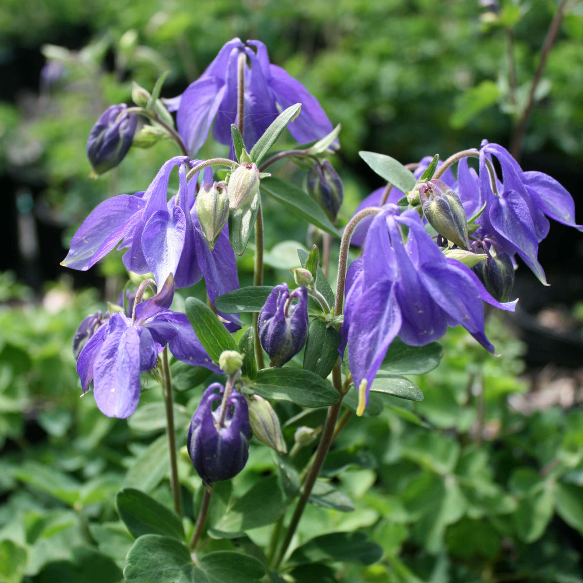 Columbine Roots Aquilegia alpina Alpine Columbine for sale | Rare Roots