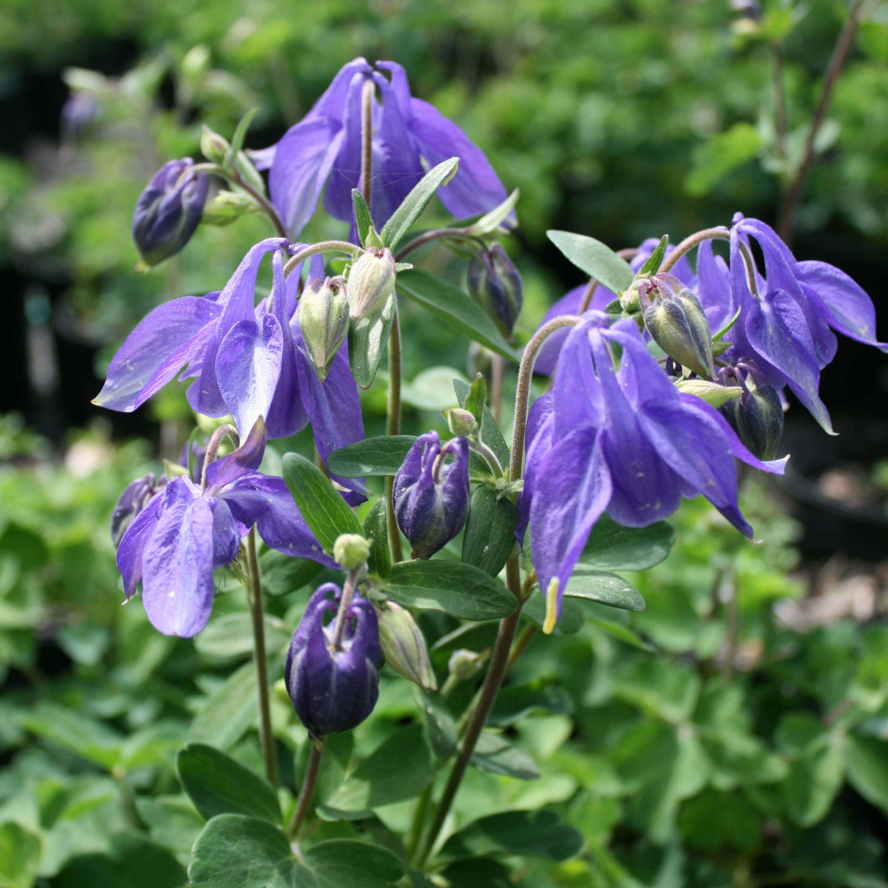 Aquilegia alpina Alpine Columbine