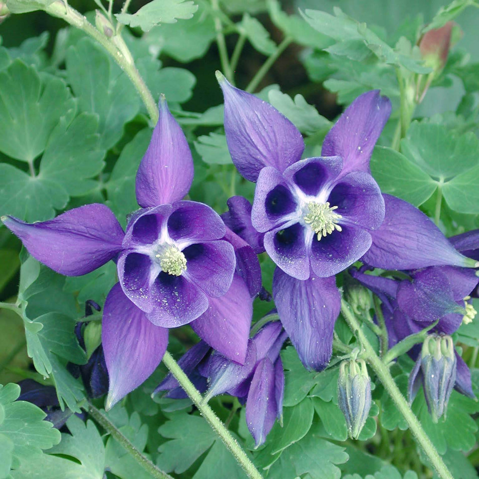Columbine Roots Aquilegia alpina Alpine Columbine for sale | Rare Roots