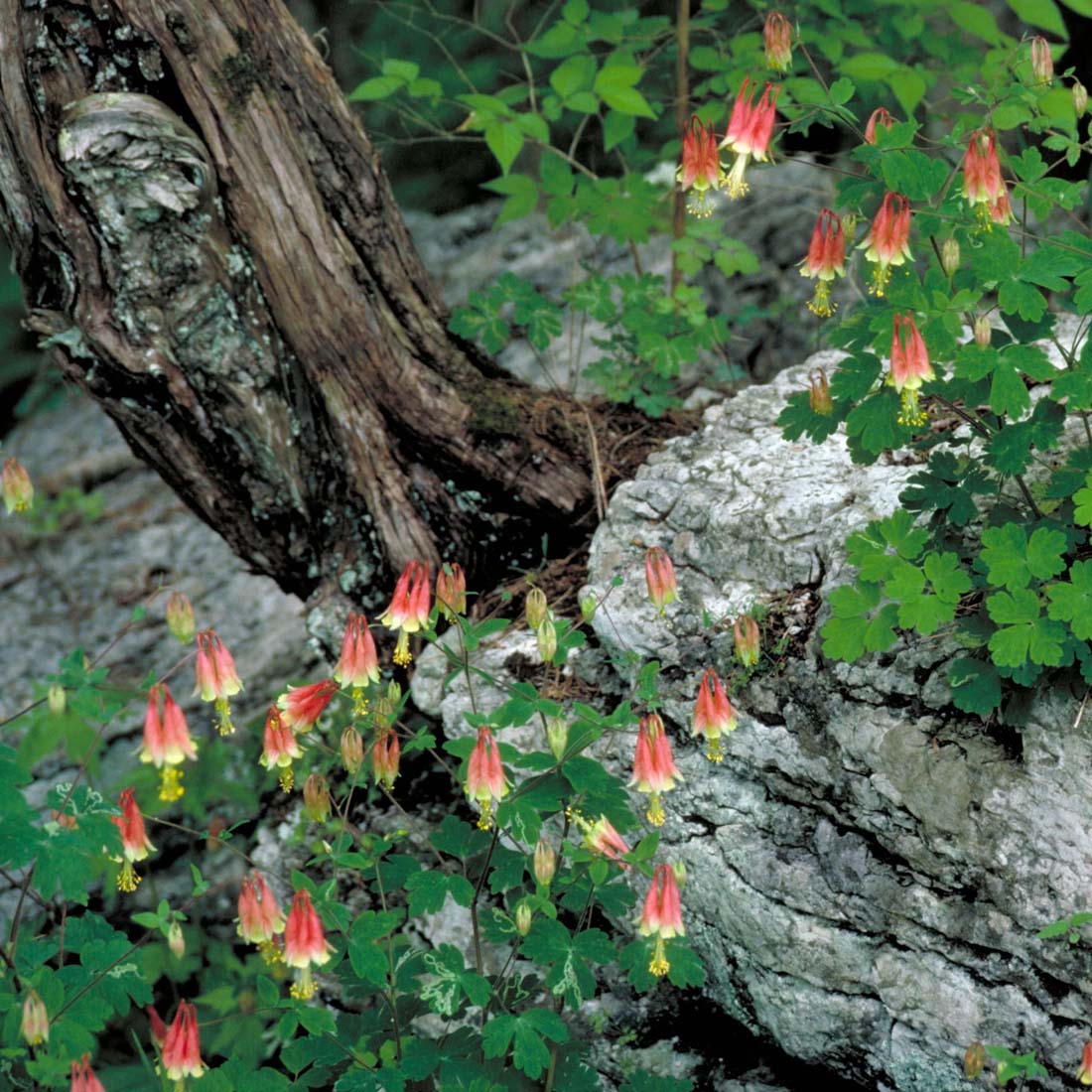 Columbine Roots Aquilegia canadensis Native Columbine for sale | Rare Roots