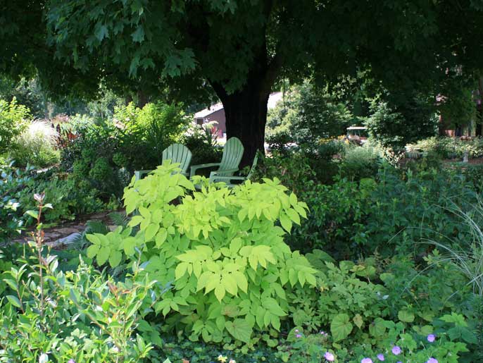 Aralia cordata Sun King Japanese Spikenard