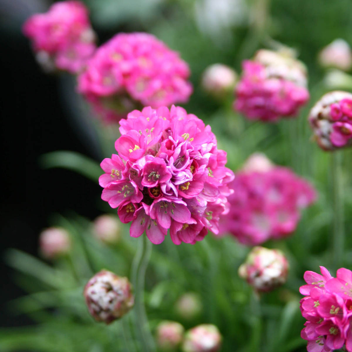 Armeria maritima 'Ministicks Rose' Sea Thrift