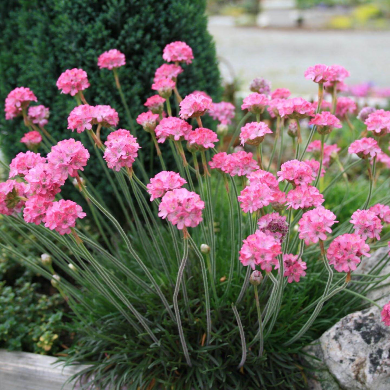 Armeria Rubrifolia Sea Thrift 