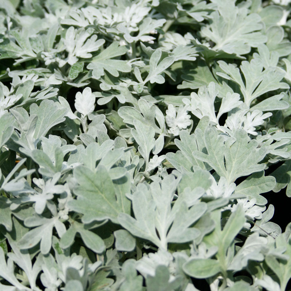 Artemisia stelleriana 'Silver Brocade' Perennial Dusty Miller