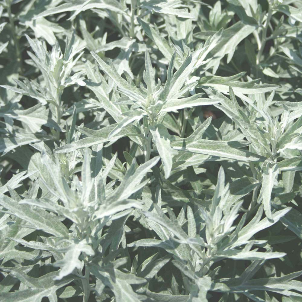 Artemisia ludoviciana 'Silver King' White Sage Wormwood