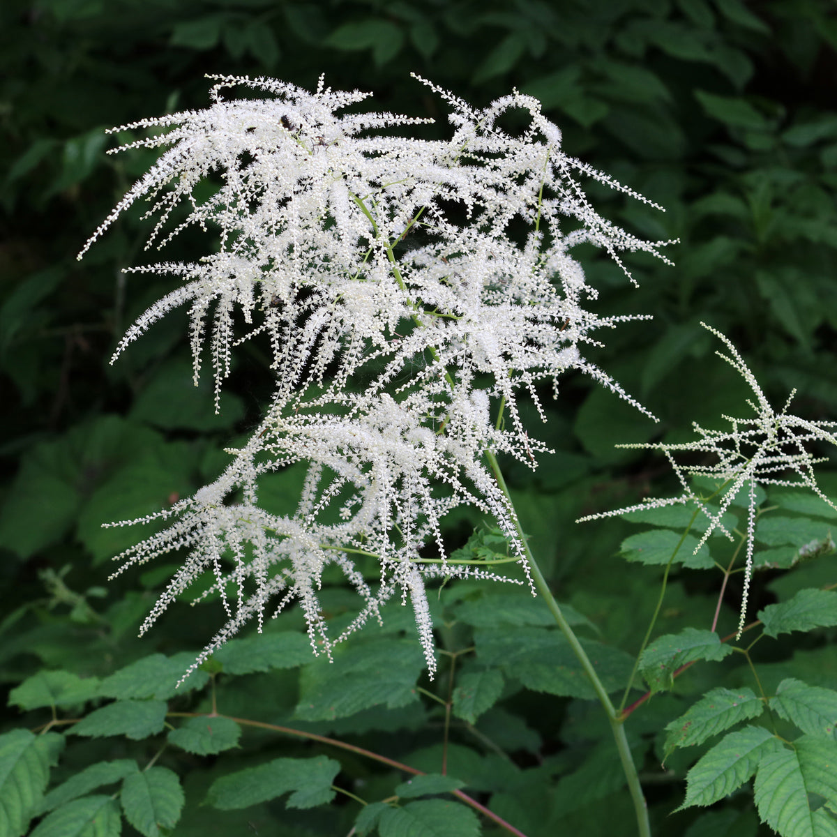 Aruncus dioicus Goat's Beard