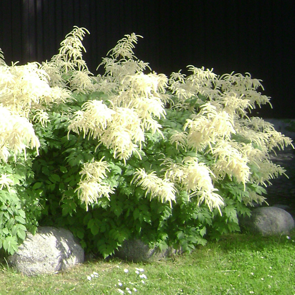 Aruncus dioicus Goat's Beard