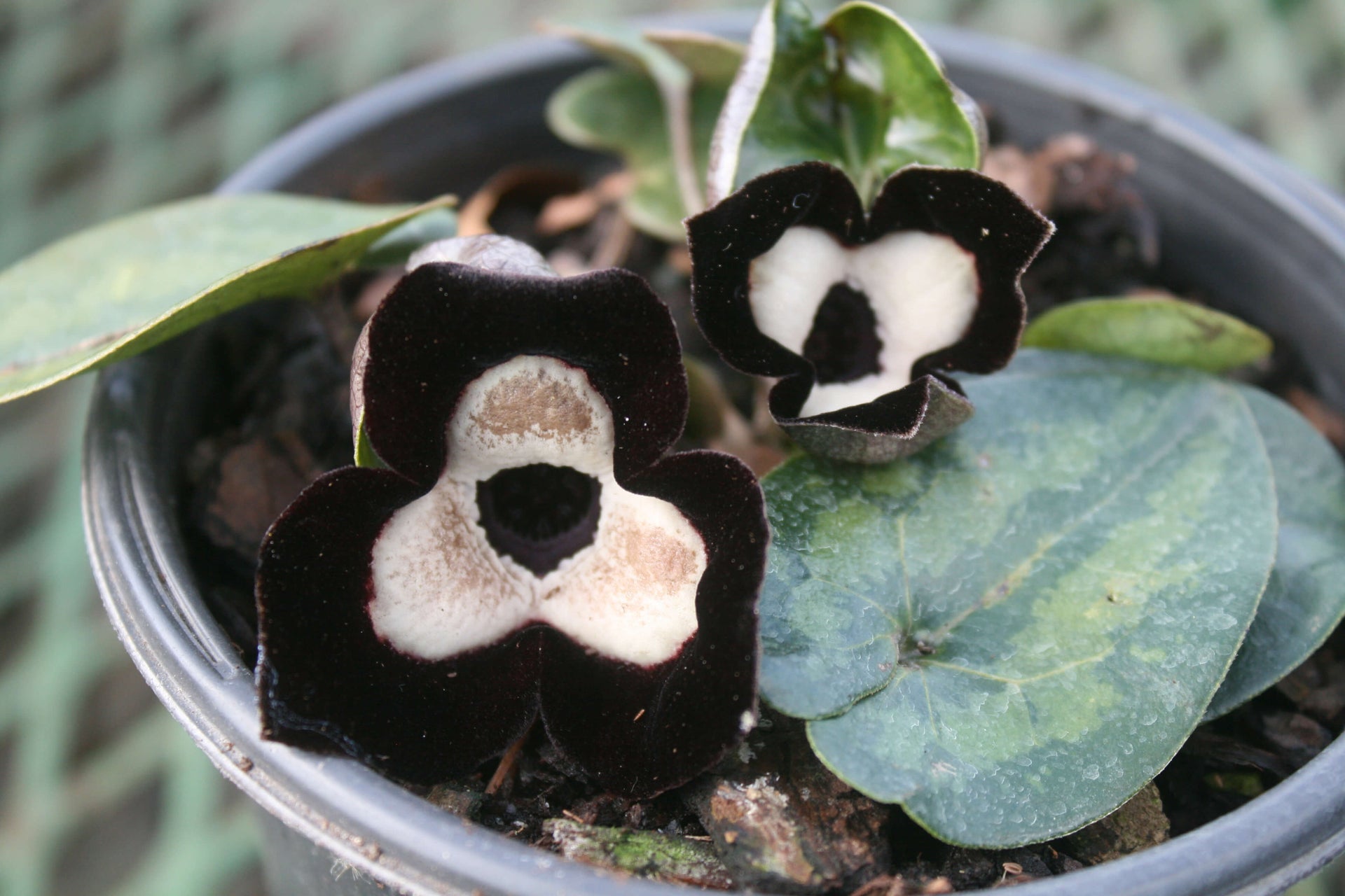 Asarum maximum Ling Ling Panda Face Ginger