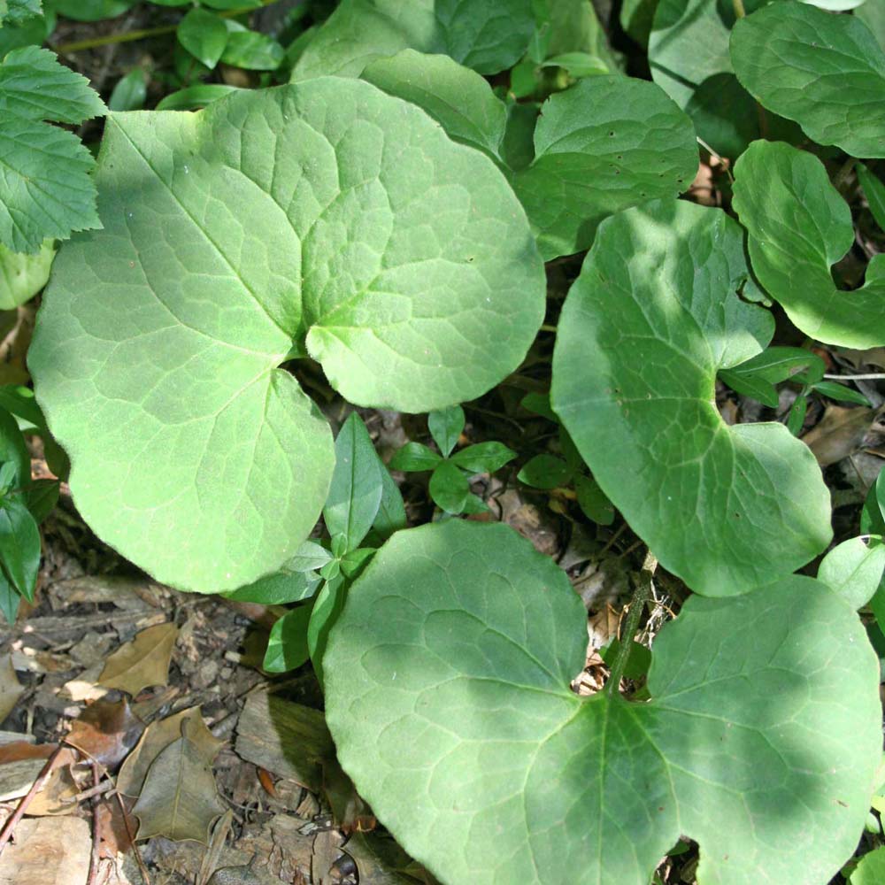 Asarum canadense Wild Ginger