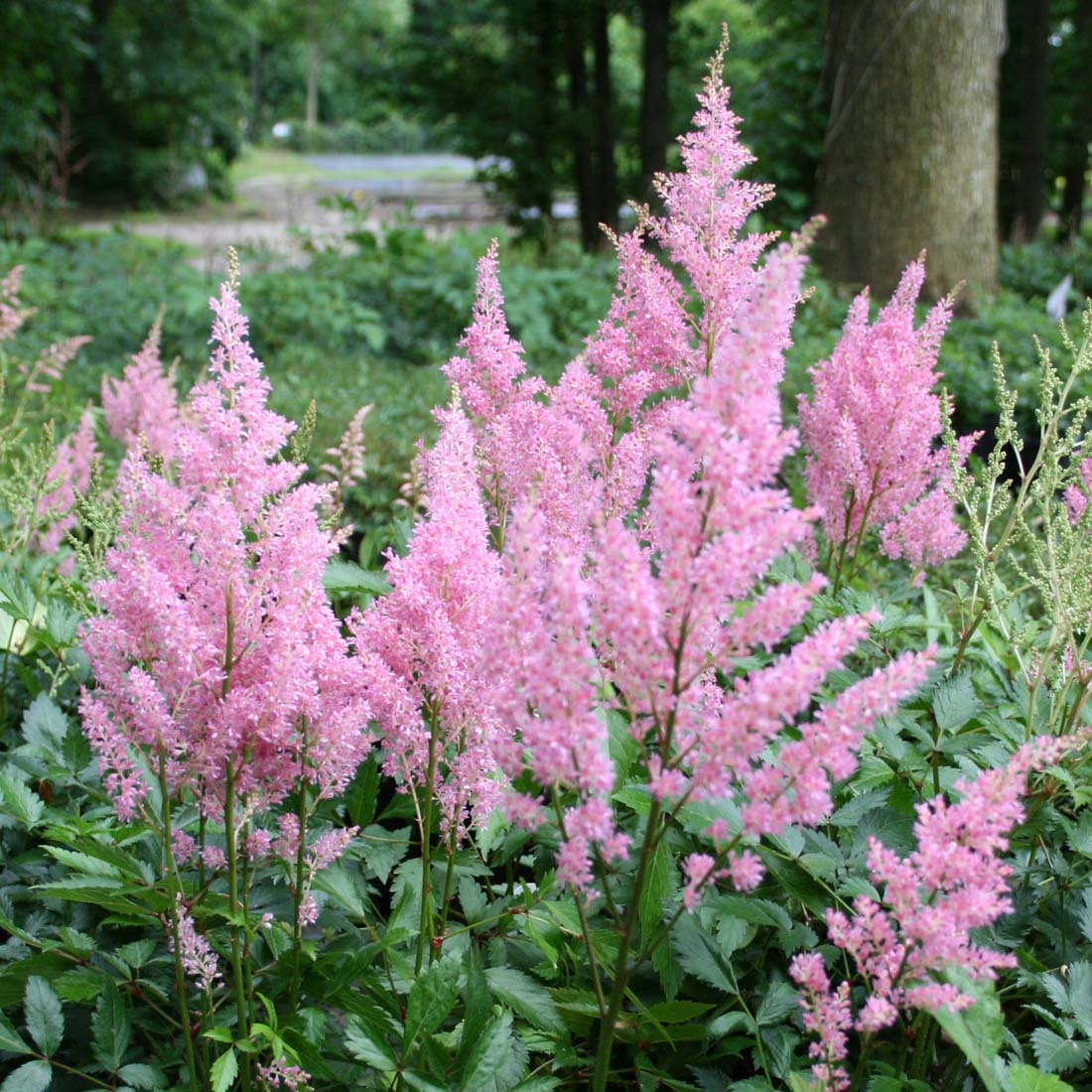 Astilbe 'Little Vision in Pink' False Spirea