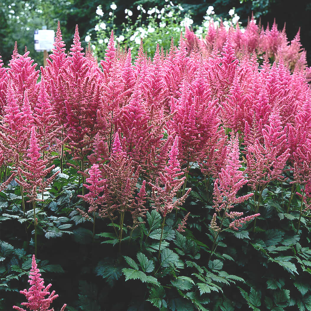 Astilbe 'Visions in Pink' False Spirea