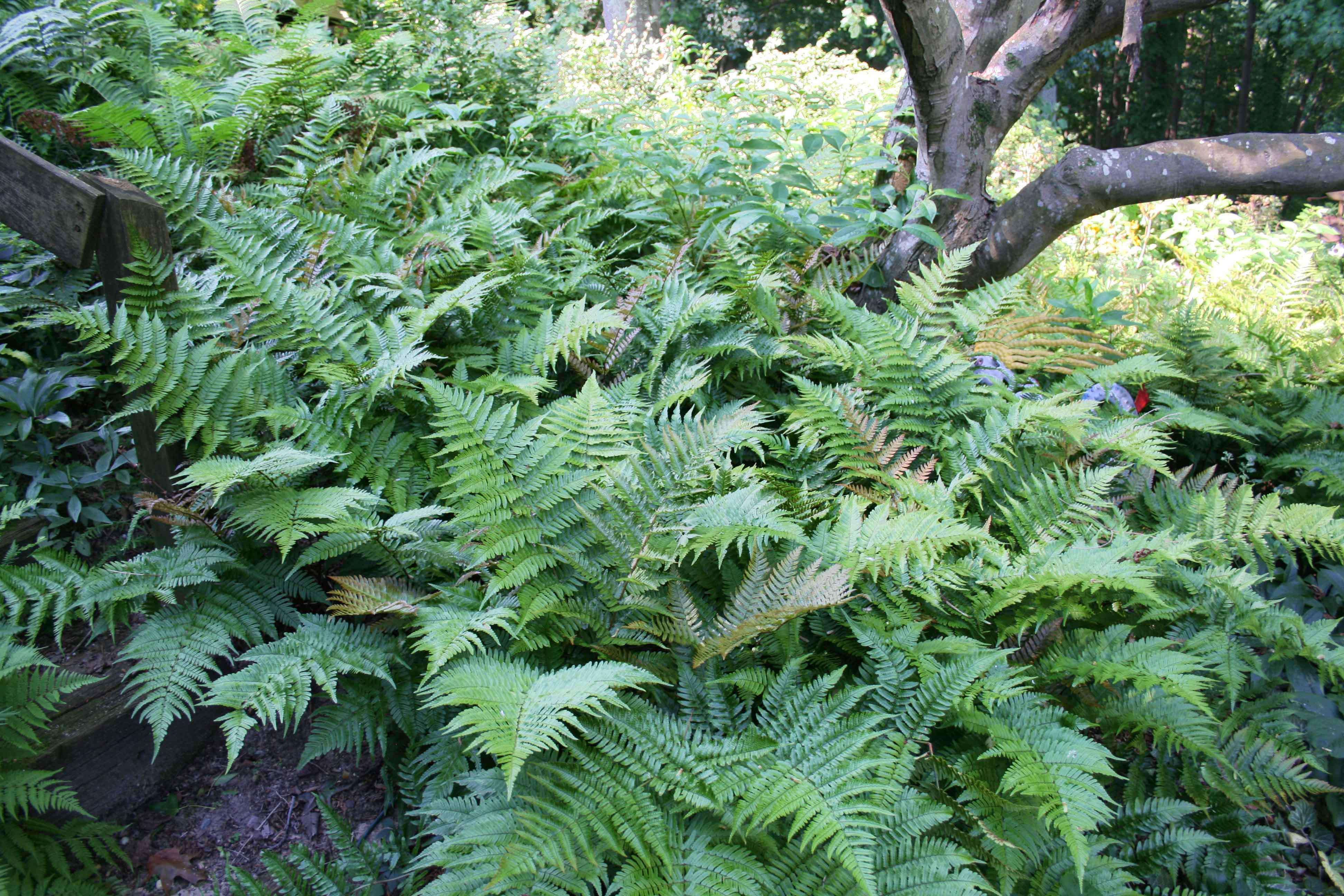 Rare Roots Fern Brilliance - Thumbnail 3