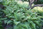 Autumn Fern for sale | Rare Roots