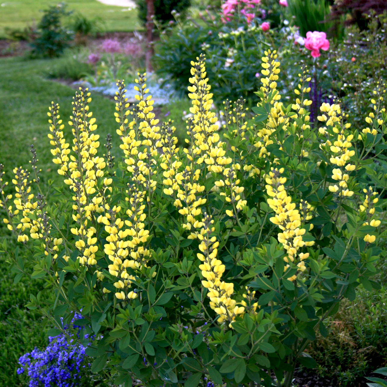 Baptisia x minor 'Lemon Meringue' False Indigo