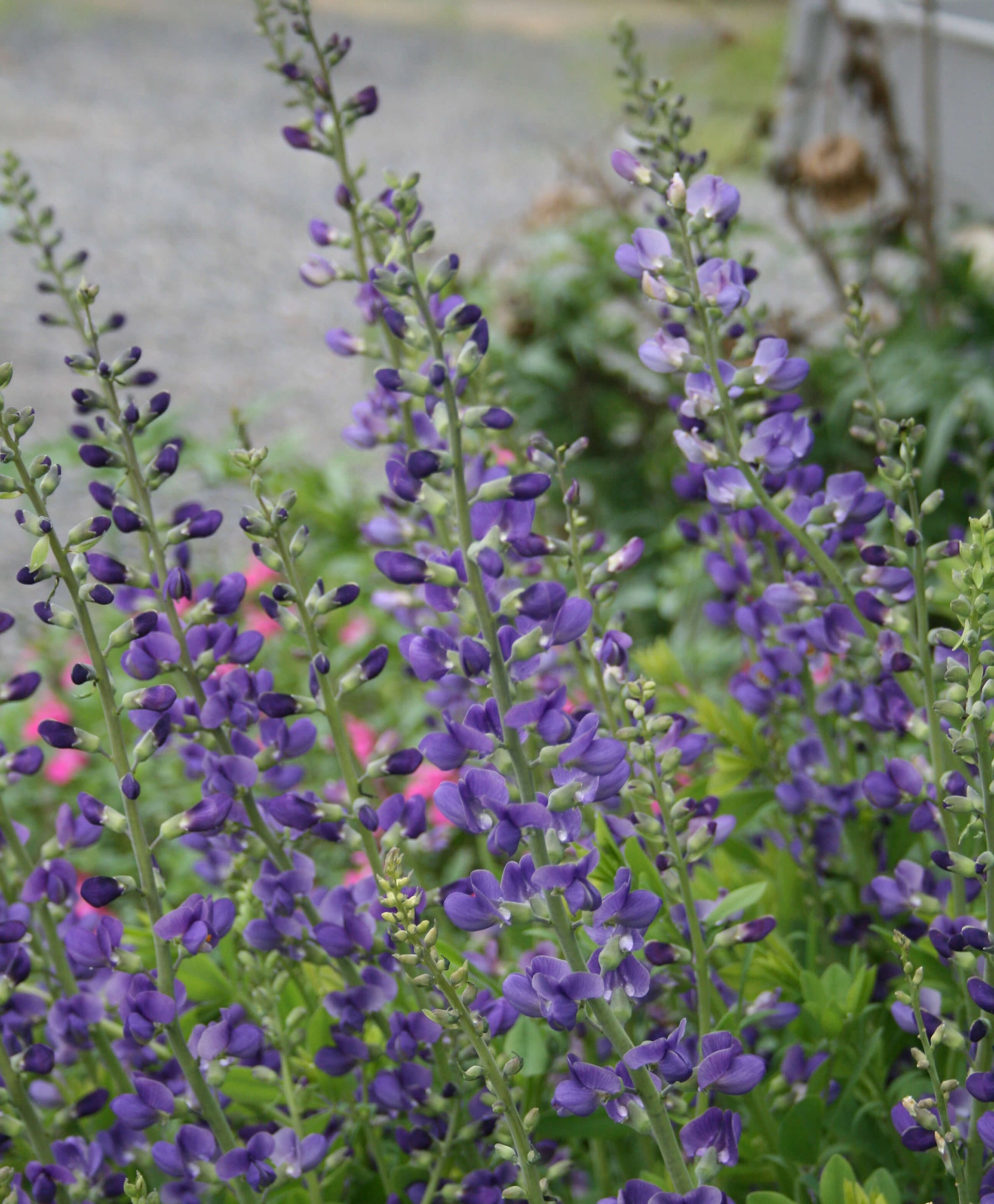 Baptisia minor