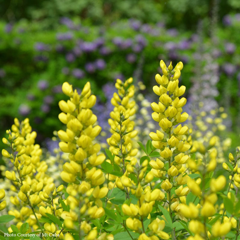 Baptisia 'Sunny Morning'