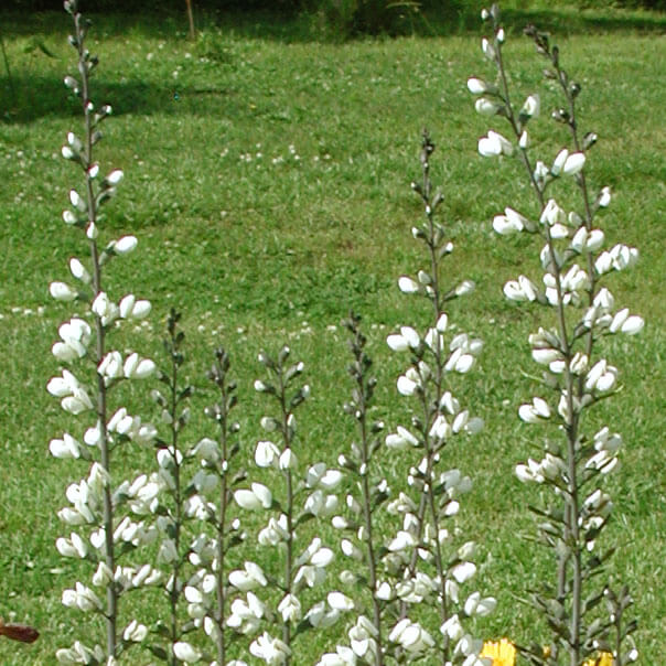 Baptisia alba False Indigo