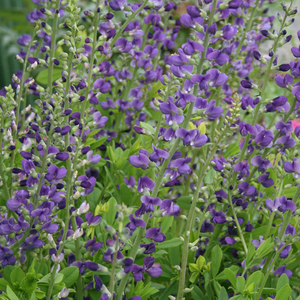 Baptisia australis False Indigo | Rare Roots