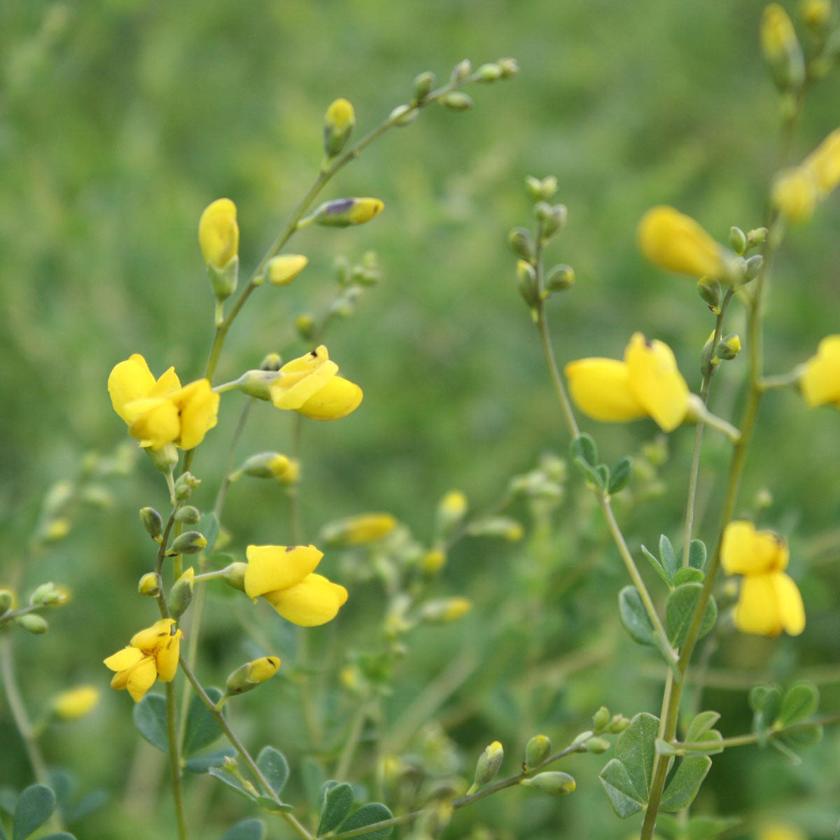 Baptisia tinctoria False Indigo