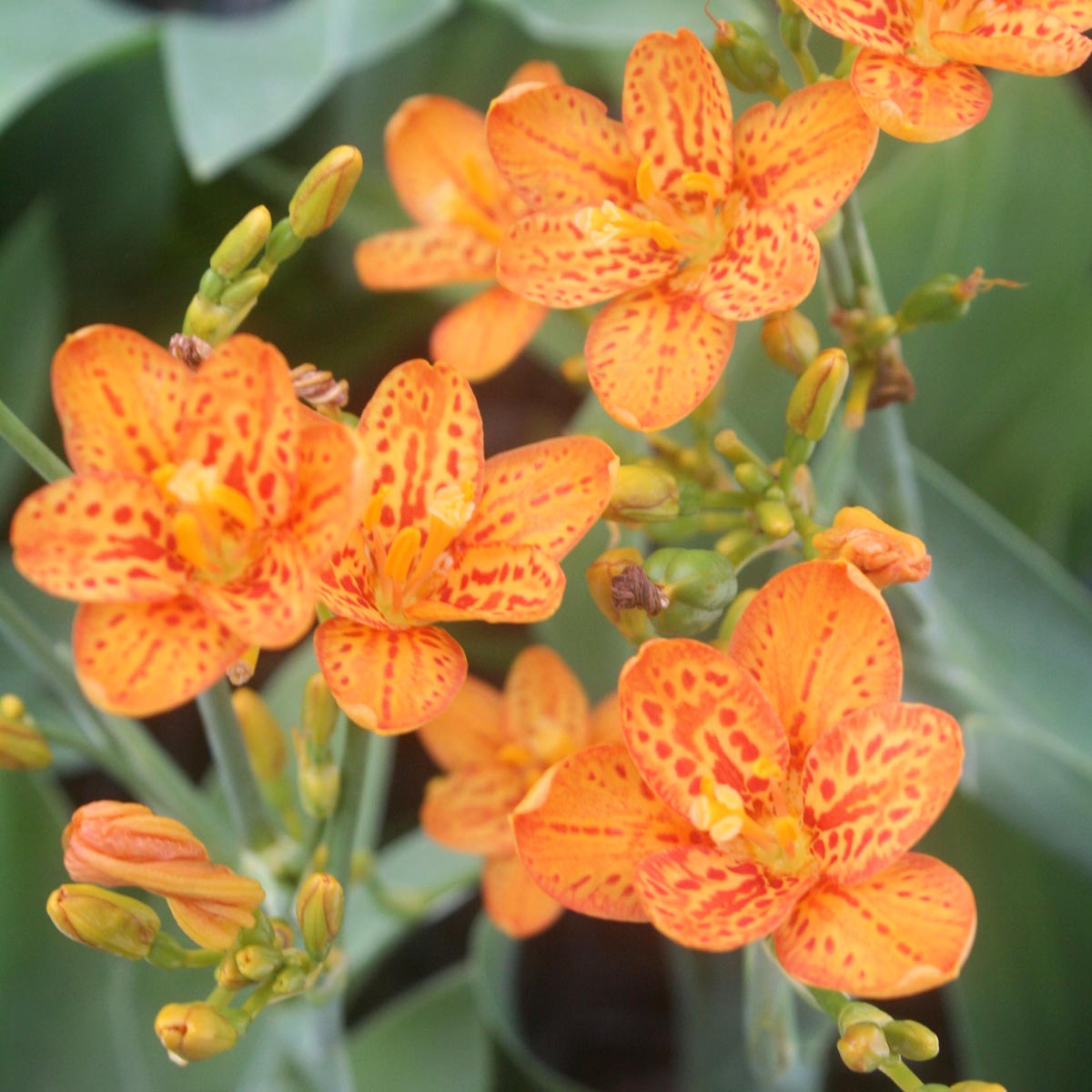 Belamcanda chinensis 'Freckle Face' Blackberry Lily