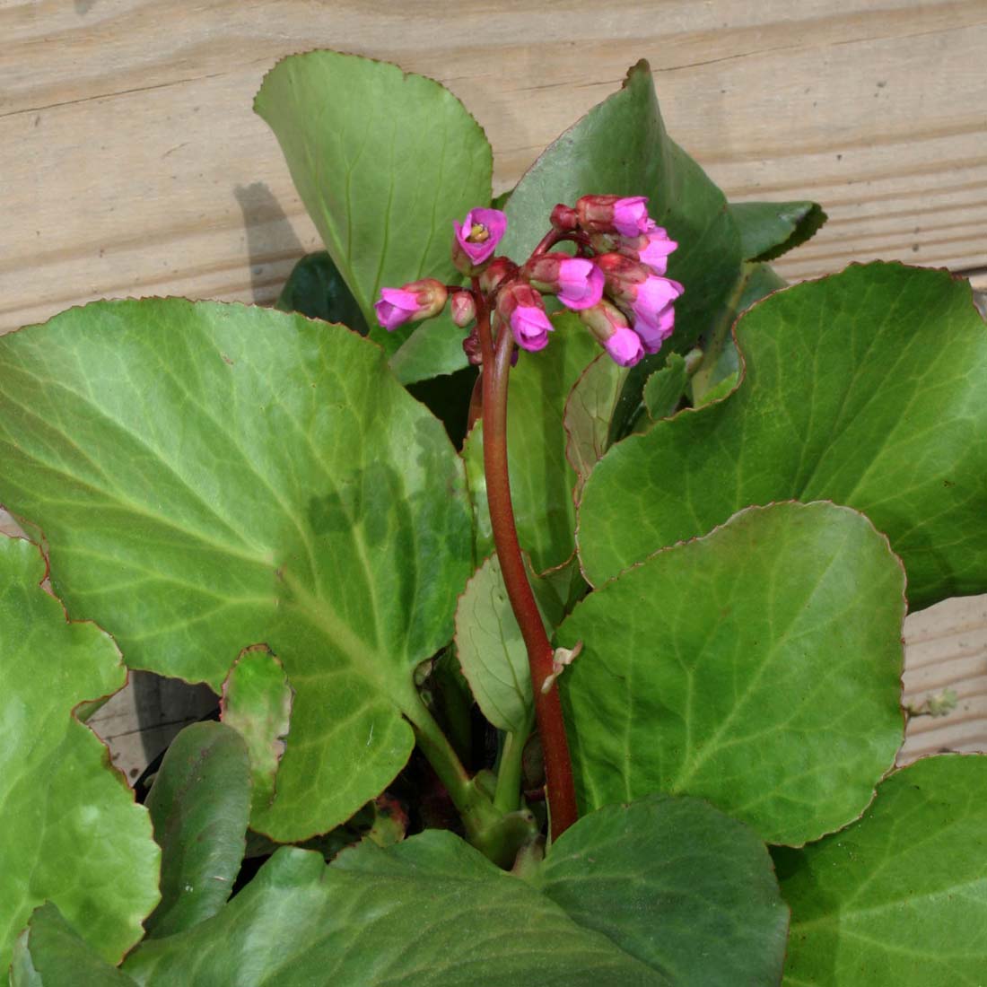 Bergenia cordifolia 'Winterglut' Saxifrage | Rare Roots