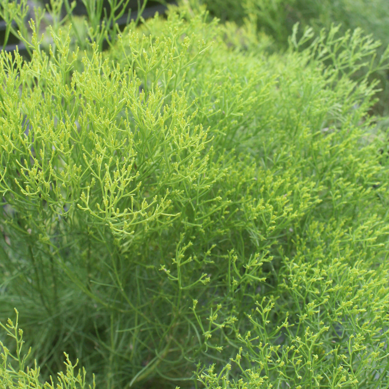 Bigelowia nuttallii Rayless Goldenrod