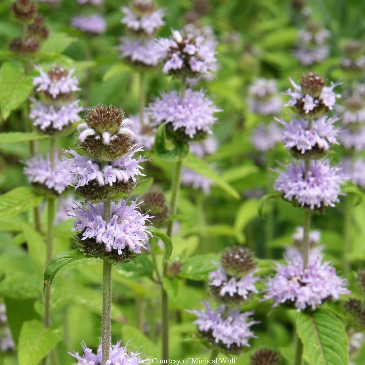 Blephilia ciliata Downy Wood Mint