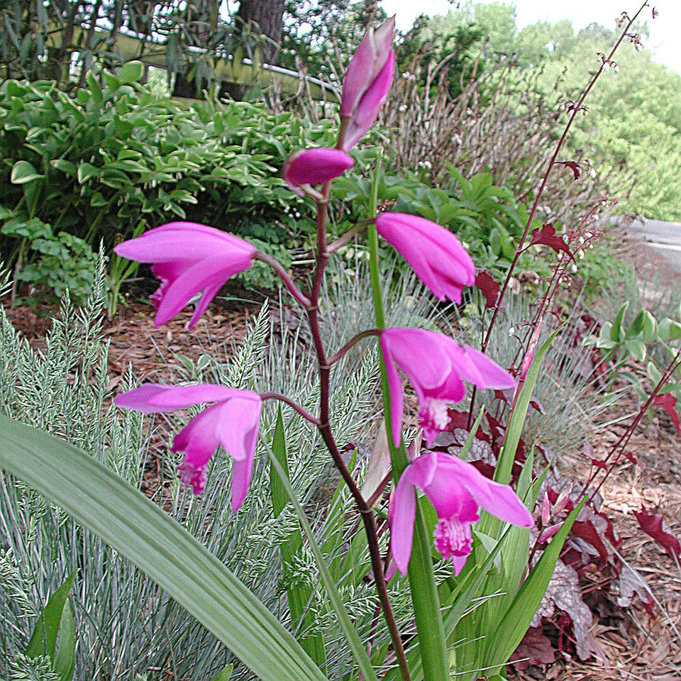 Bletilla striata Hardy Ground Orchid for sale | Rare Roots