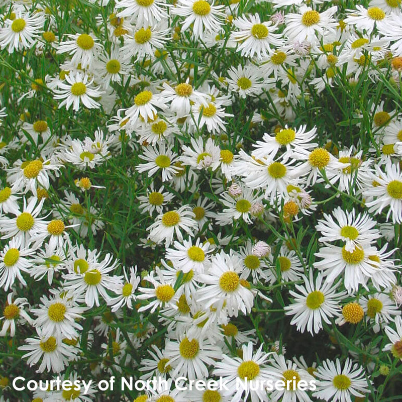 Boltonia asteroides 'Snowbank' False Aster