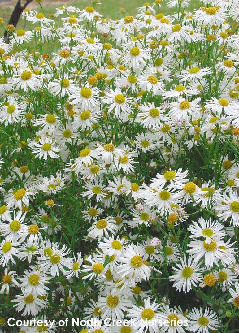 Boltonia 'Snowbank'