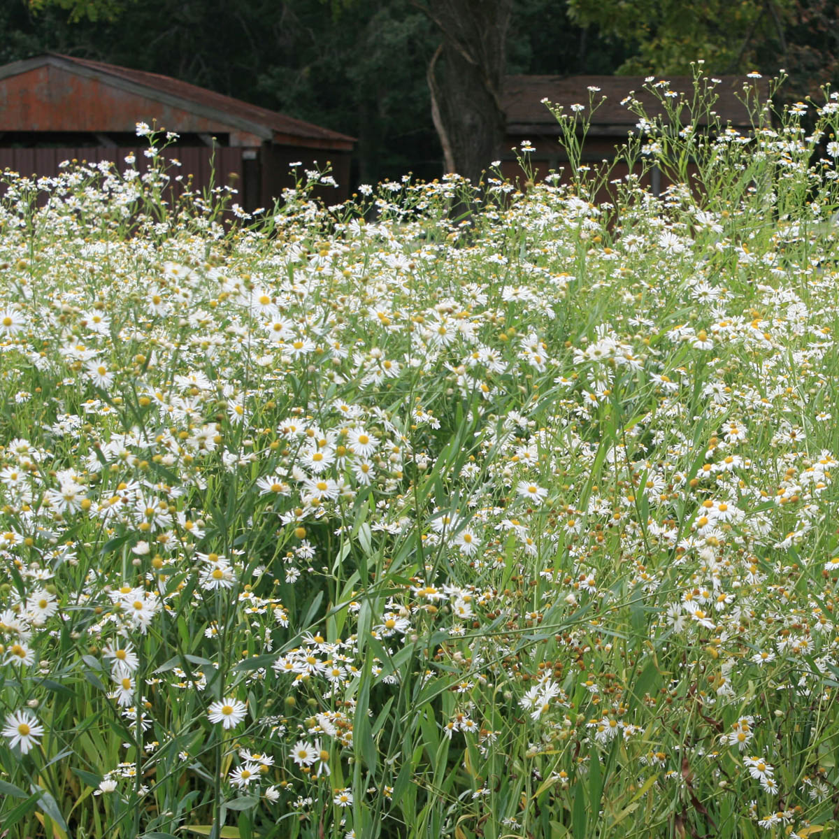 Boltonia asteroides Snowbank False Aster for sale | Rare Roots