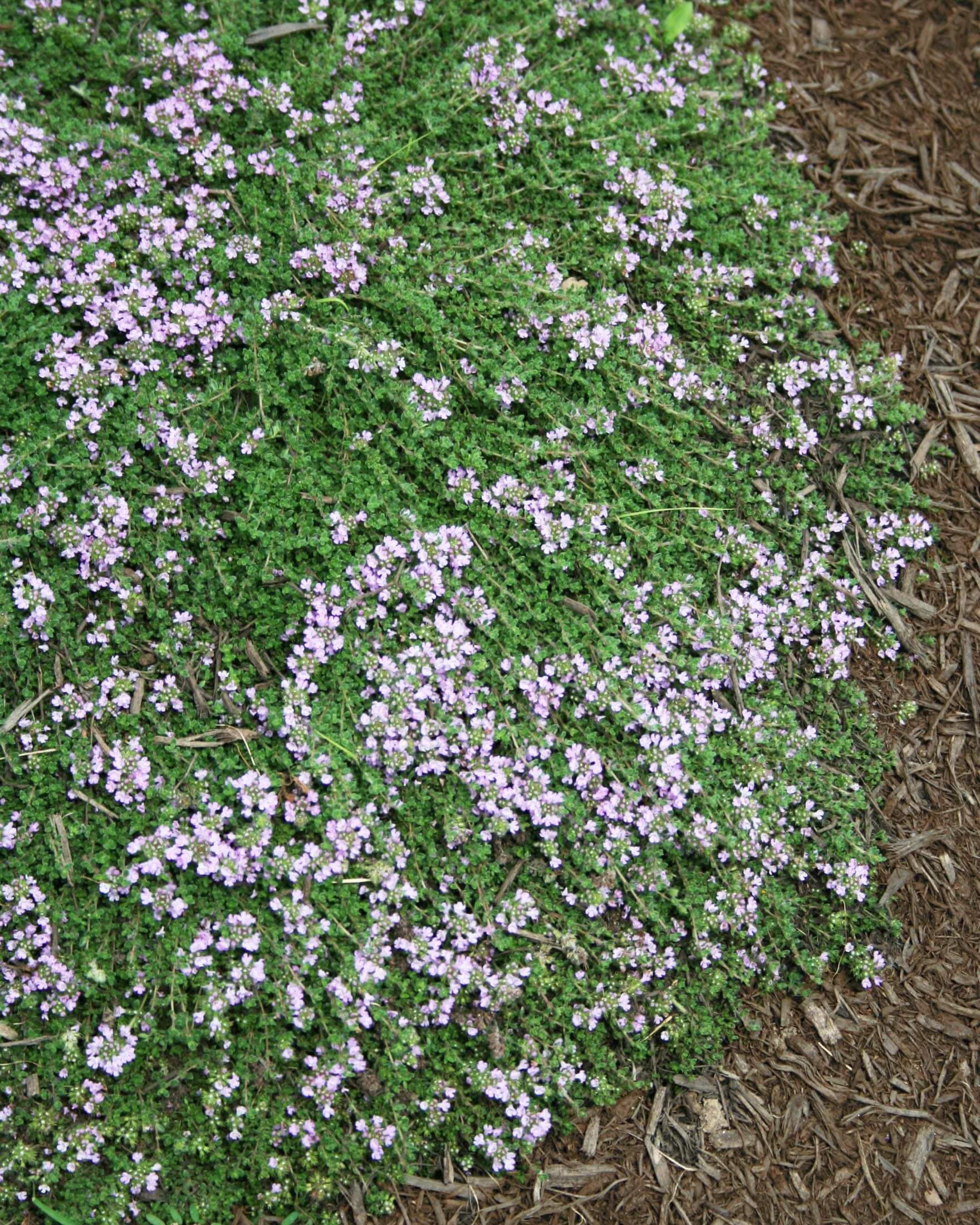 Bressingham Thyme for sale | Rare Roots