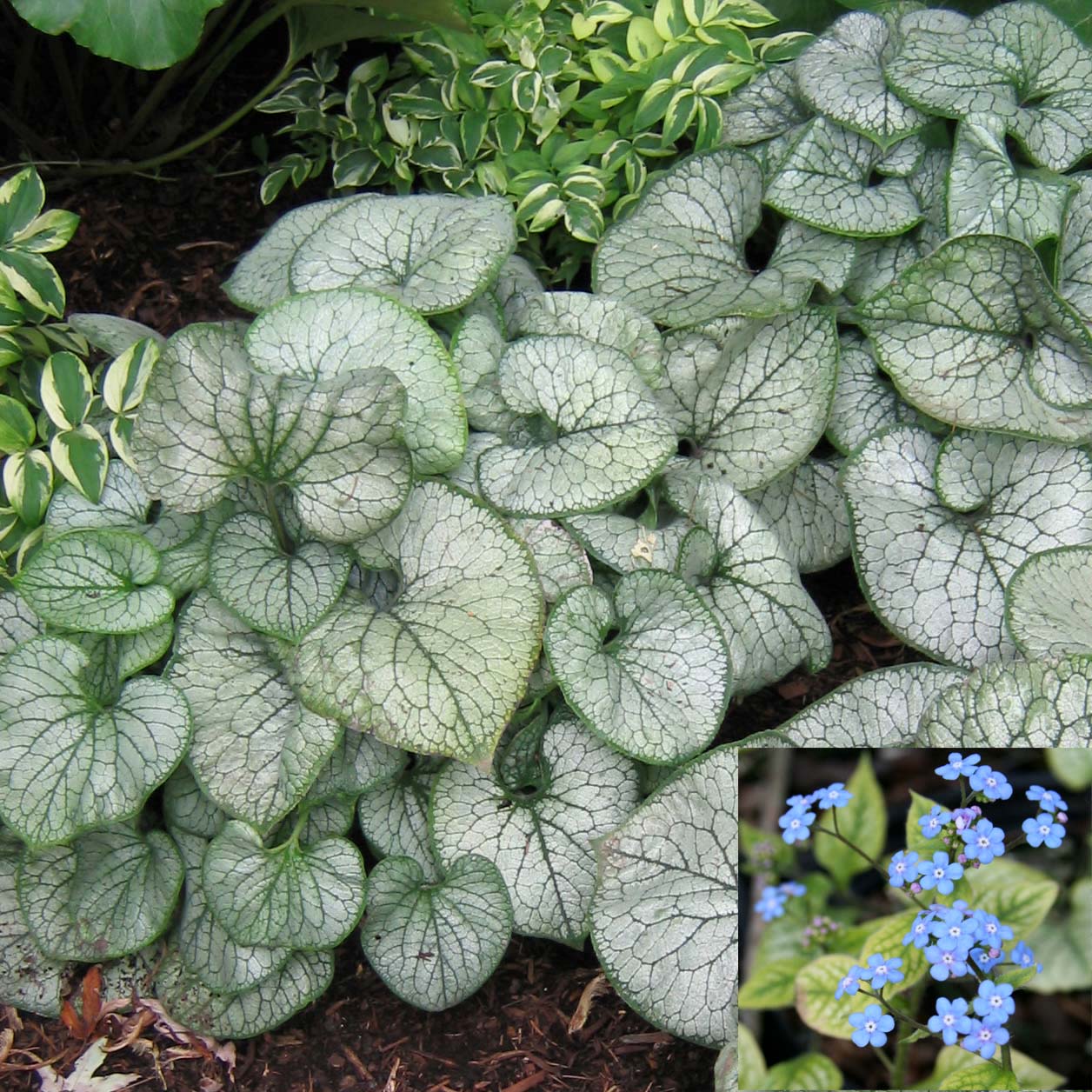 Brunnera macrophylla 'Jack Frost' Bugloss