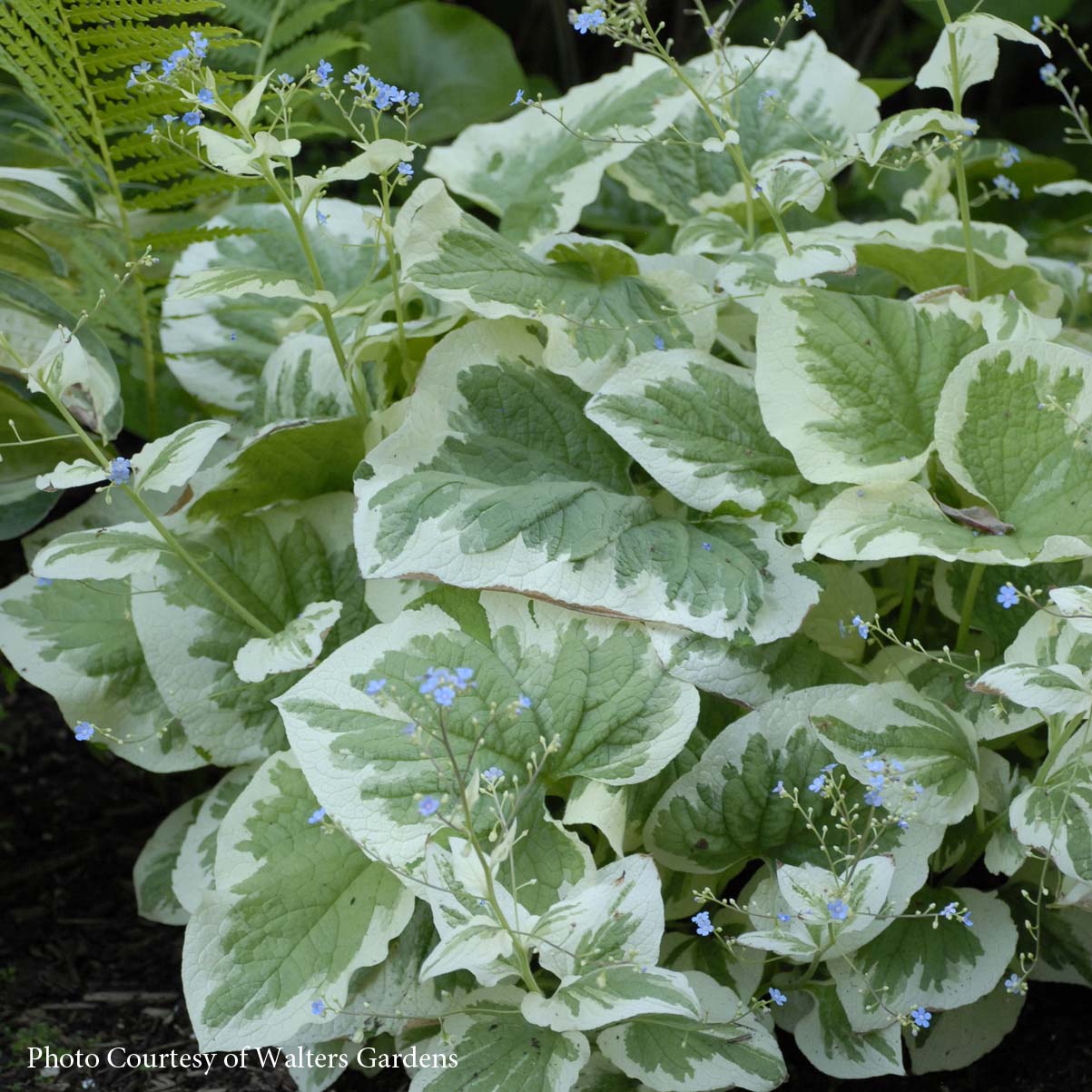 Brunnera macrophylla 'Variegata' Bugloss