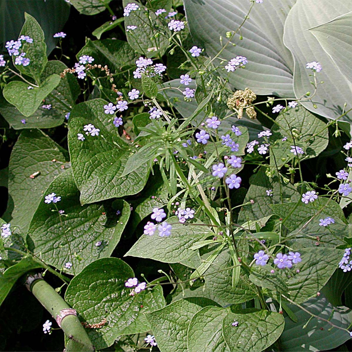 Brunnera macrophylla Bugloss