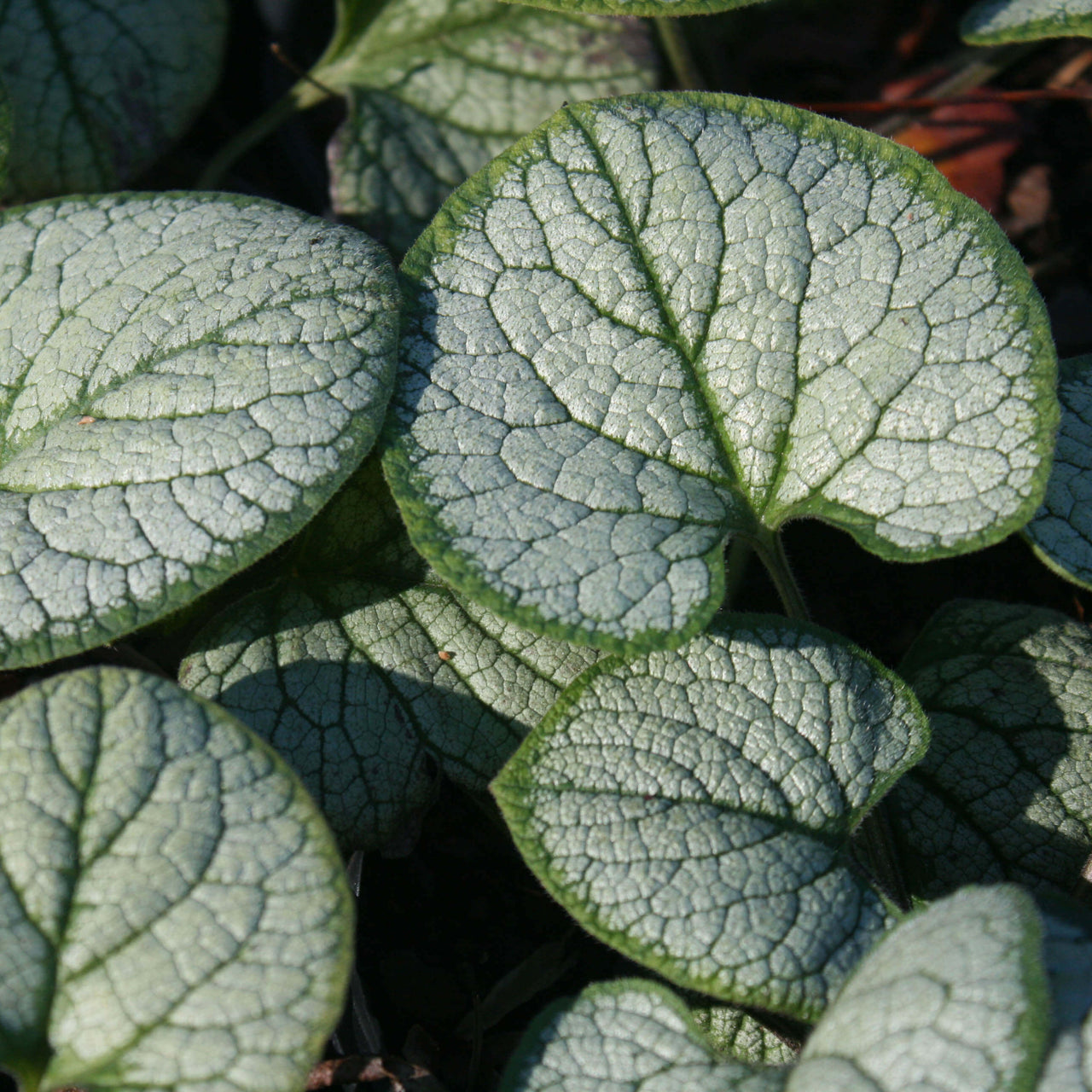 Brunnera macrophylla 'Silver Heart' Bugloss