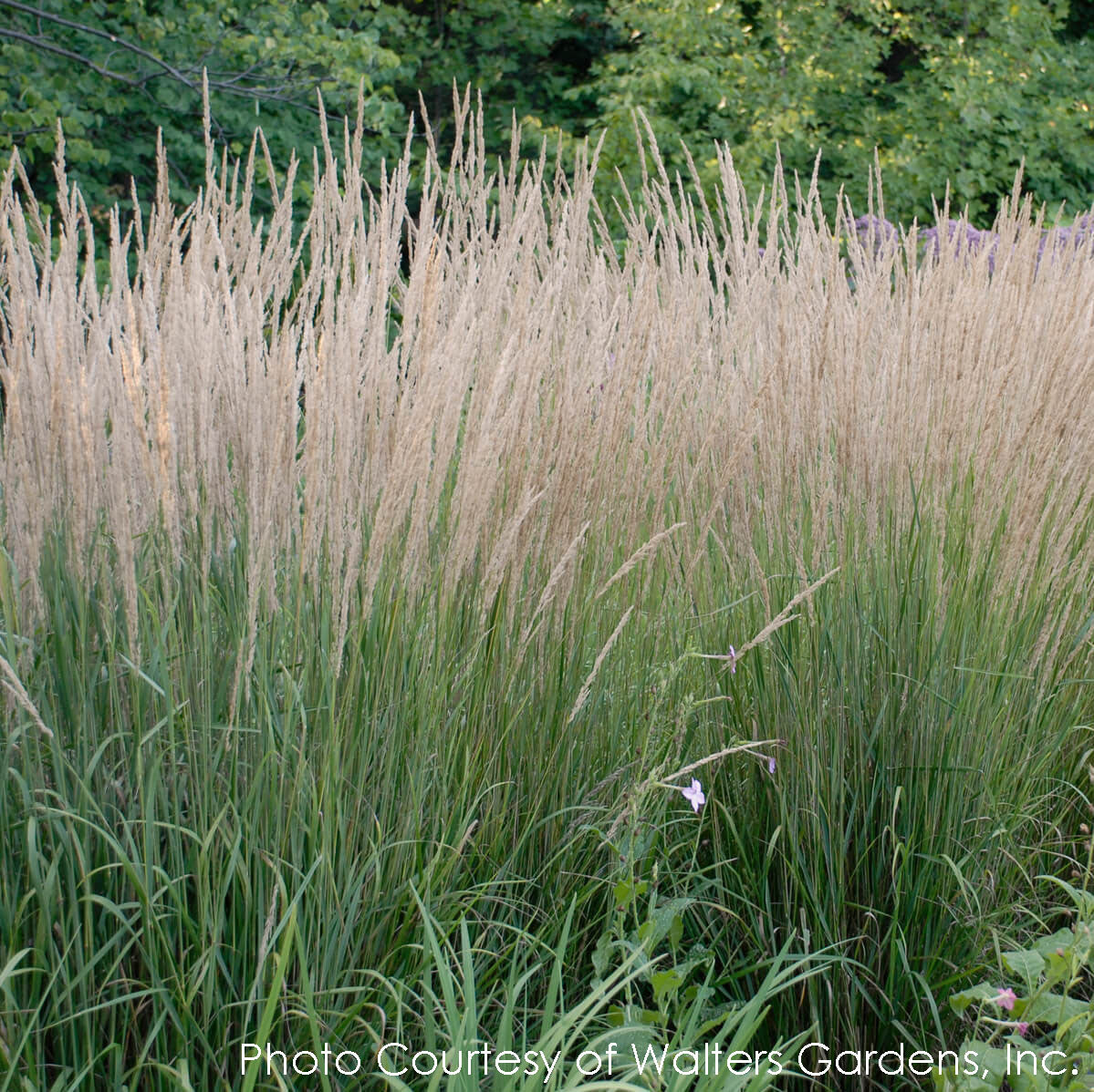 Calamagrostis acutiflora 'Karl Foerster' Feather Reed Grass