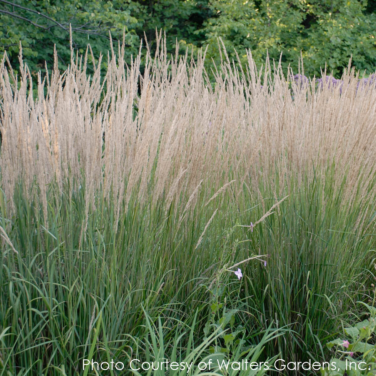 Calamagrostis acutiflora 'Karl Foerster' Feather Reed Grass