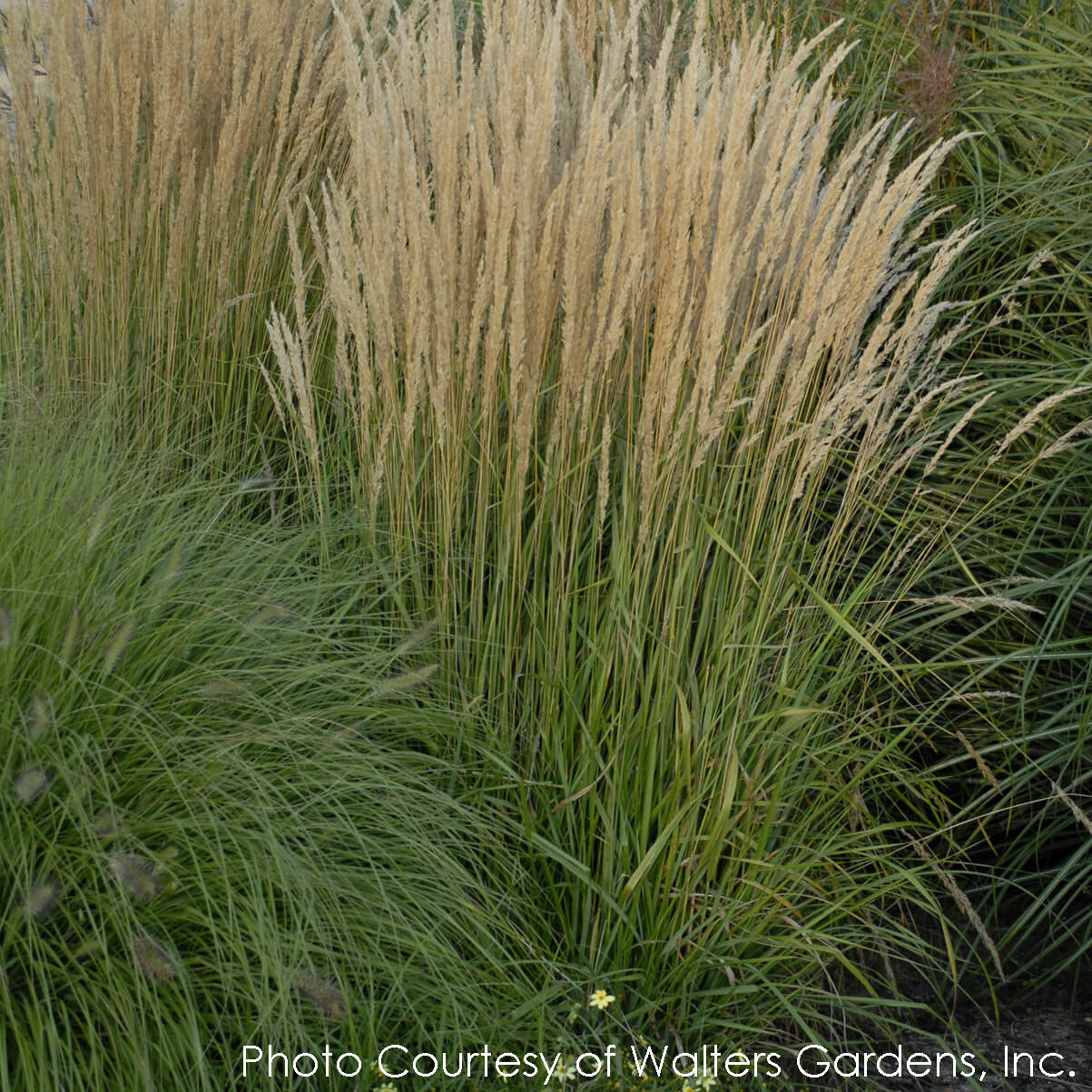 Calamagrostis acutiflora 'Karl Foerster' Feather Reed Grass